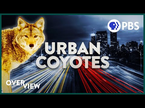 Video: Coyote Ist Ein In Amerika Beheimateter Präriewolf