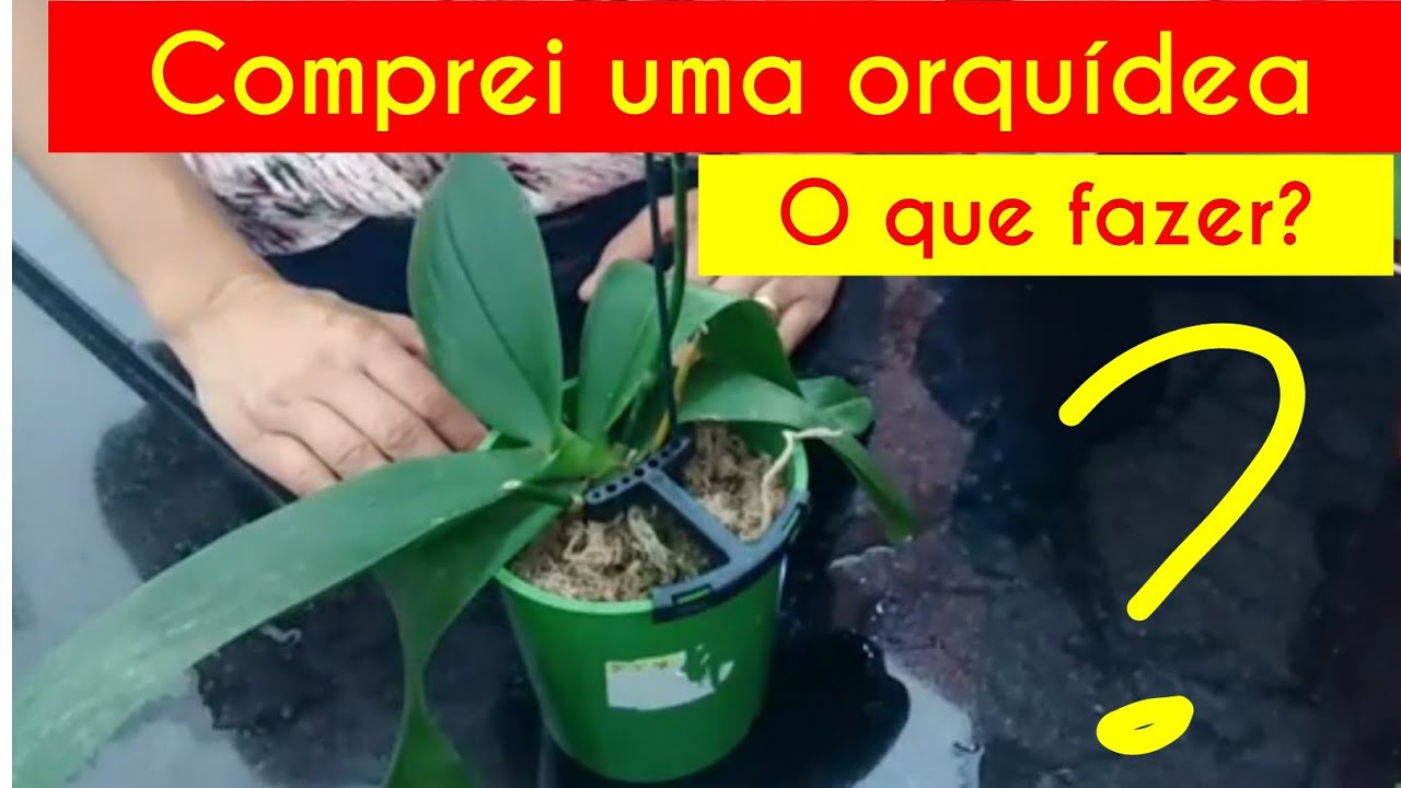 COMPREI UMA ORQUIDEA, E AGORA O QUE FAZER ? COMPREI UMA ORQUIDEA, E AGORA O QUE FAZER ?