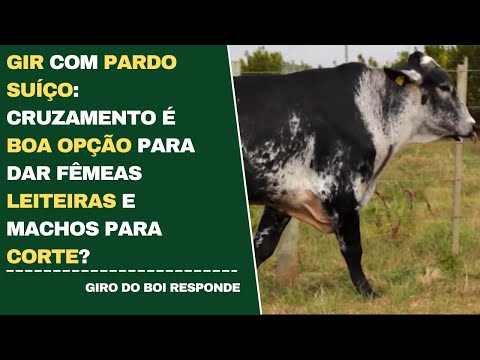 GIR COM PARDO SUÍÇO: CRUZAMENTO É BOA OPÇÃO PARA DAR FÊMEAS LEITEIRAS E MACHOS PARA CORTE?