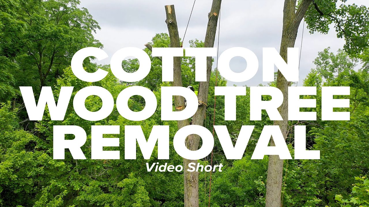 Cottonwood Tree Removal Short - YouTube