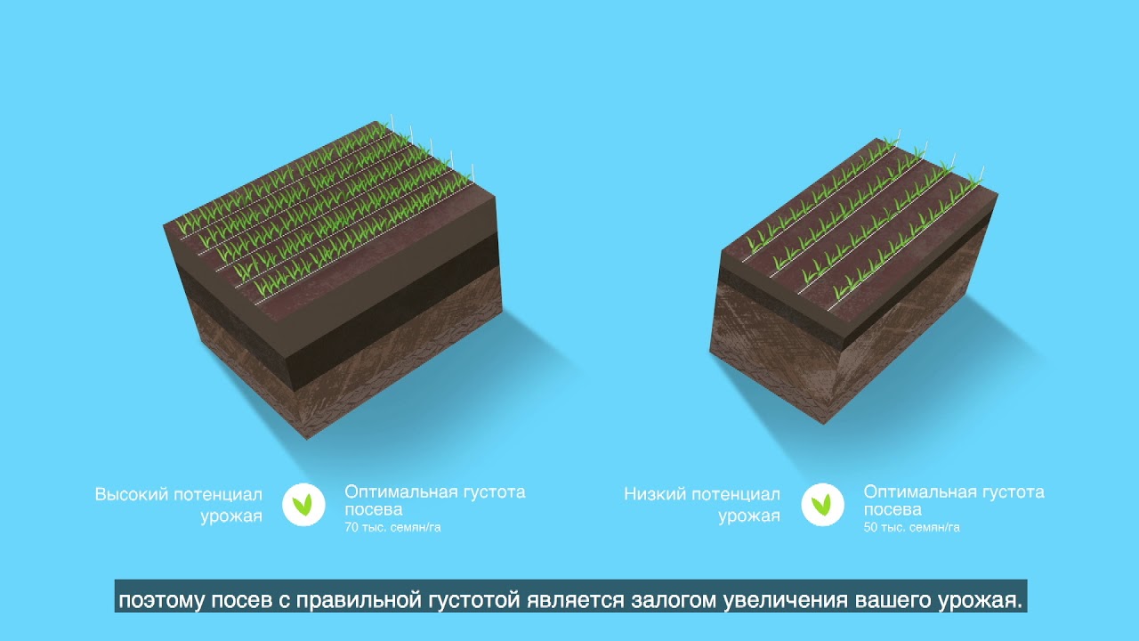 Оптимальная густота посева кукурузы DEKALB