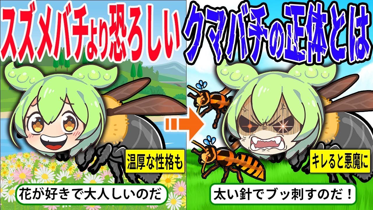 オオスズメバチより恐ろしいの羽音!? 理論上飛べないのにクマバチはなぜ飛べるのか？【ずんだもん＆ゆっくり解説】