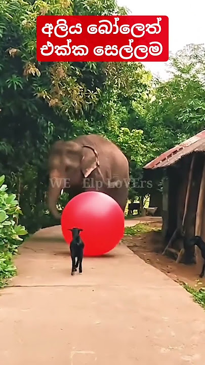 අලිය බෝලෙත් එක්ක සෙල්ලම... #animals #elephant #youtubeshort #cute
