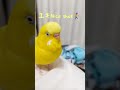接待ゴルフもお任せのトリ