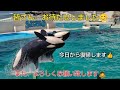 【皆さん、お待たせしました😊復帰します😉👍】鴨川シーワールド✨️シャチパフォーマンスショー