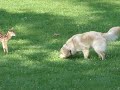 Golden Retriever and Newborn Fawn