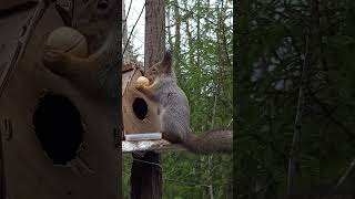 На Дорожку Грецкий