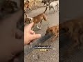 كل دول انا عارفهم كل دول الاديش 
