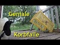 Geniale einfache Korbfalle zum Kleintierfang