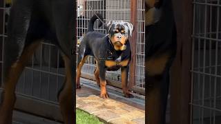 Razor Timit-Tor Daughter 7 Month Old Female Afrika