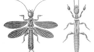 Embioptera | Wikipedia audio article