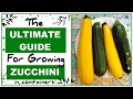 Growing Zucchini in Containers: How to Grow Courgettes in Pots - Everything you need to Know!