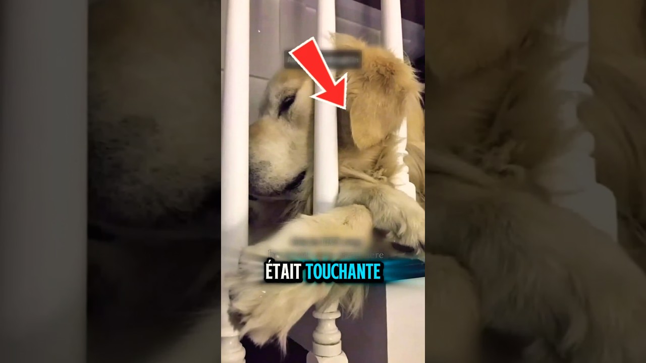 😱Les chiens ne partent jamais vraiment