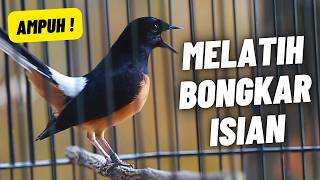 MURAI BATU GACOR FULL ISIAN TEMBAKAN KASAR SANGAT AMPUH MEMANCING EMOSI MURAI BATU BONGKAR ISIAN