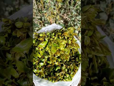 قات نزي عمري