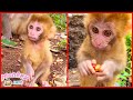 Cutest Tiny Baby Monkeys Trying To Eat Normal Food