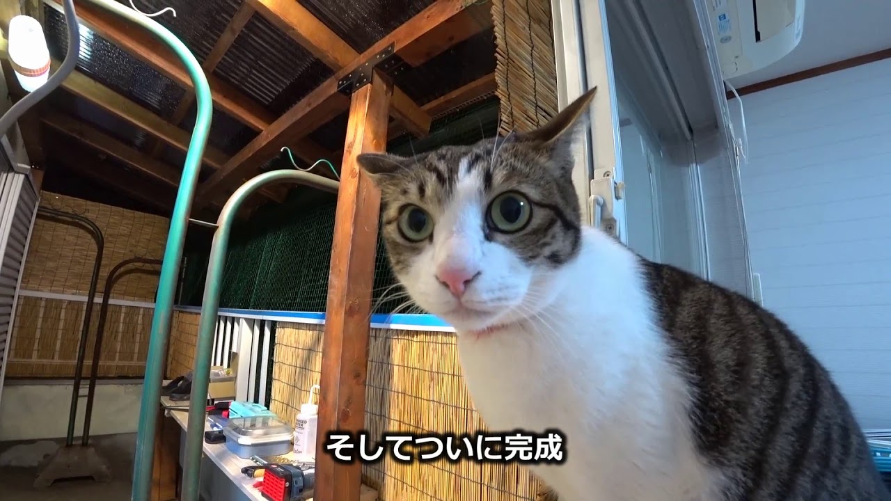 猫をベランダに出させてる 脱走を防ぐ方法から役立つ商品まで ねこちゃんホンポ