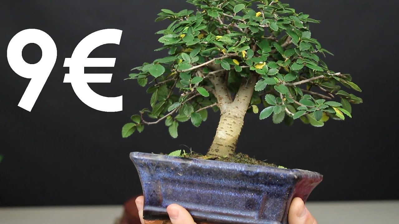 INCREÍBLE - así vienen los ficus y olmos