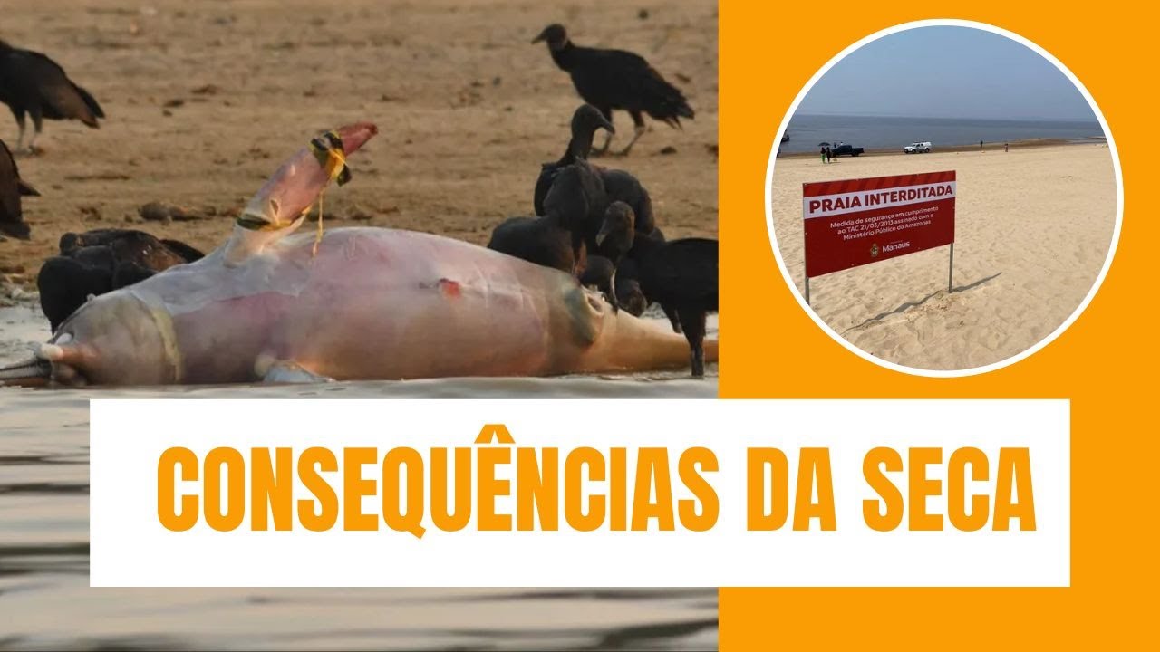 BOTOS SÃO ENCONTRADOS MORTOS E PONTA NEGRA É INTERDITADA