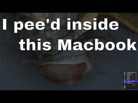 2016-10-23 Macbook Air killed by fly piss.