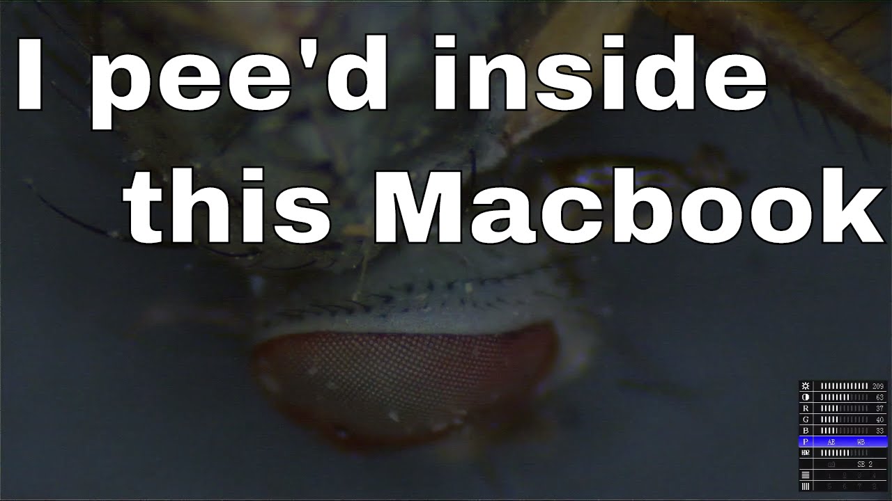 macbook pro a1278 2016-10-23 Macbook Air killed by fly piss.