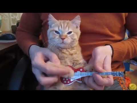 котик играет на гитаре - полная версия [перезалив]