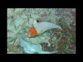アンダー・ザ・シー 近衛秀健日本語歌詞・Howard Ashman作詞・Alan Menken作曲 Under The Sea