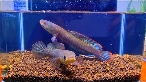 Lóc vây xanh ninh bình cá TRỐNG,MÁI cách phân biệt.