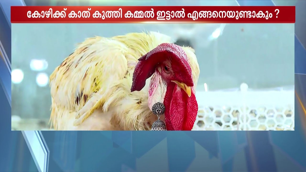 "കോഴി ചിങ്കാര പൂങ്കോഴി...ജിമിക്കിയിട്ട സുന്ദരി"...ബാലുശ്ശേരിയിലെ ഈ കോഴിക്ക് ഫാൻസും ഏറെ!!