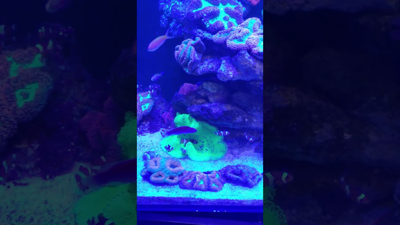 FJW Aquariums Houston, Texas YouTube