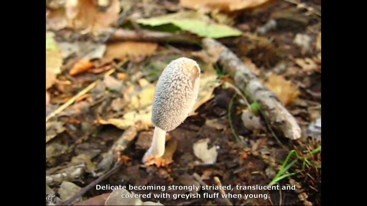 Coprinus lagopus. Champimaginatis. English Text.
