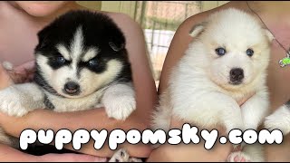 Puppy Pomsky Breeder History by Adorable Stars Kittens 485 views 1 year ago 16 minutes