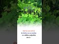 four leaf clover botanical name #shorts agriculture