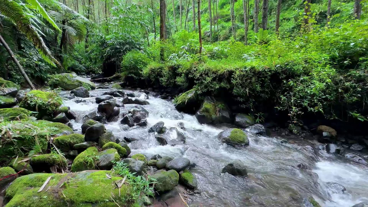Release your tension with relaxing river noise in a quiet jungle creek to soothe your mind