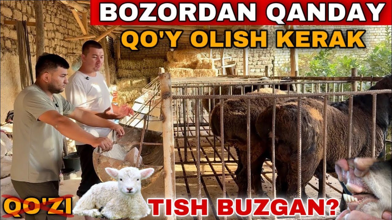 Бу Ишларни Килмасангиз Куйдан Фойда Килмайсиз! Доктордан Куй Бокиш ва Олиш Сотиш Хакида Тавфсиялар 