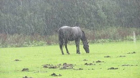 Faz mal cavalo ficar na chuva?