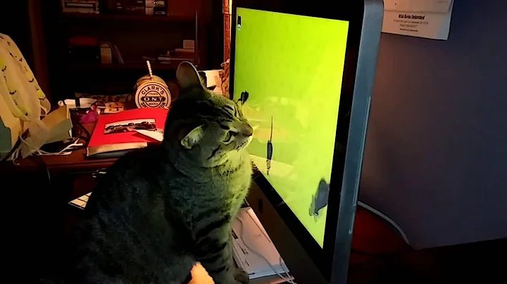 Sparkles Fish Watching Video