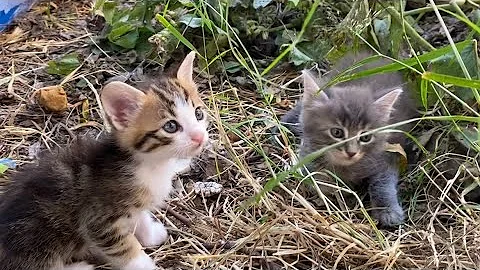 Watch the video about Beautiful little kittens living on the street. These Kittens are so cute.