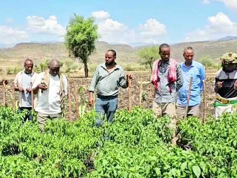 Ergaa Bulchaa Olaanaa Aanaa Jiillee Dhummuugaa Obbo Alii Sayid