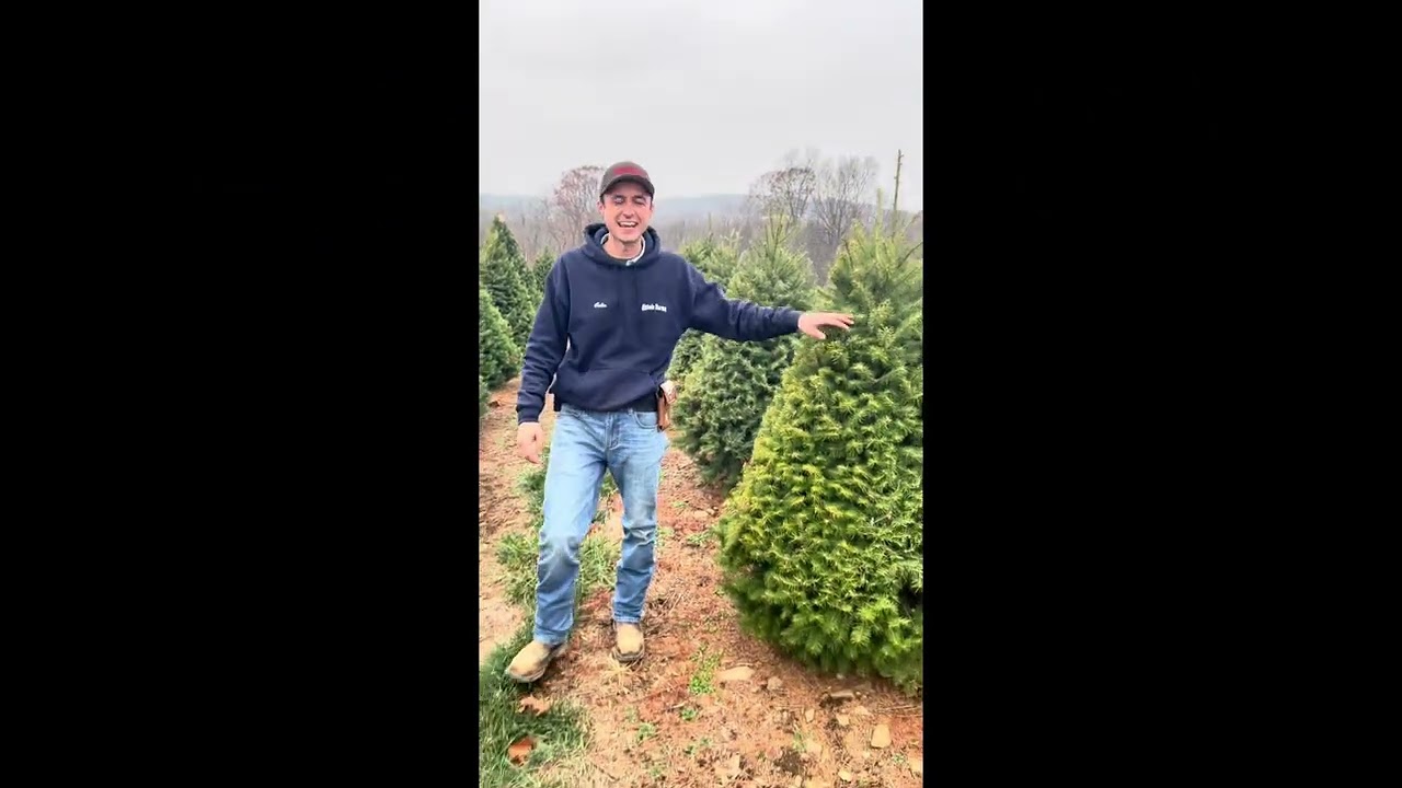 Cut Your Own Christmas Trees