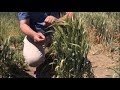 73 колоска из одного зерна пшеницы | Встреча с ноутильщиками