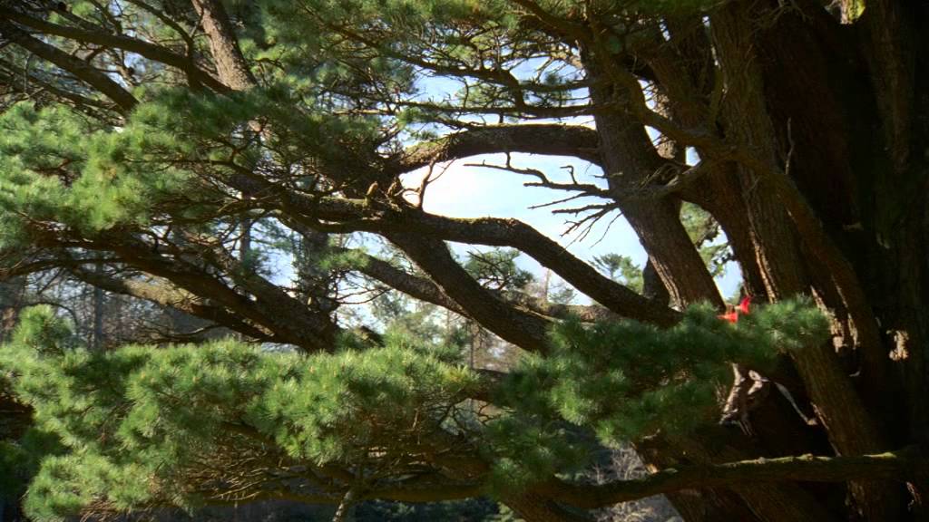 Tree Climber | Written & Directed by Michael Kinirons