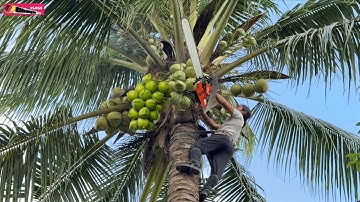 Cưa Cây Dừa Rất Nhiều Trái-Trồng Mấy Chục Năm Cắt 10 Phút