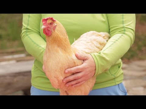 Best Chicken Breed For The City