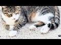 また姿を消していた外猫がケガをして戻ってきました