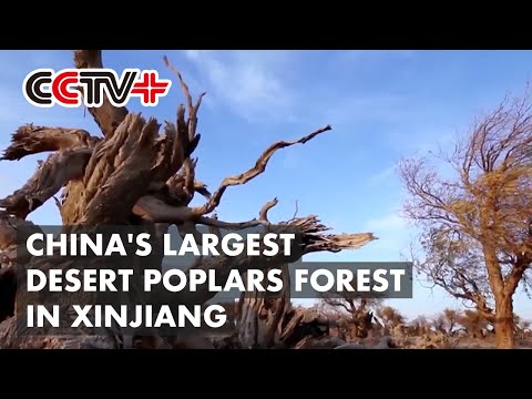 Video: Temui China 