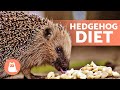 What Do HEDGEHOGS EAT? 🍎🦔 Full Hedgehog Diet!