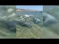 Дельфины устроили красивое "шоу" в Анапе у самого берега