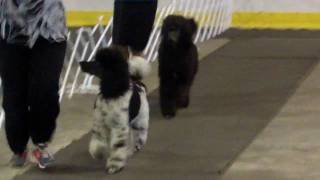 Roxie and Sunday compete for Best of Breed