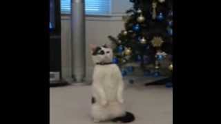 Funny Cats Minnie Cat Or Meerkat ?